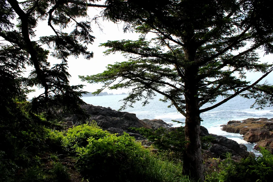 Lone windswept evergreen on a rocky coast under a dramatic sky