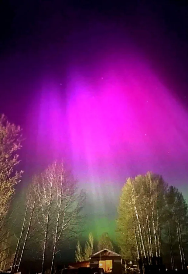 Pink aurora borealis curtains over birch trees and a glowing cabin