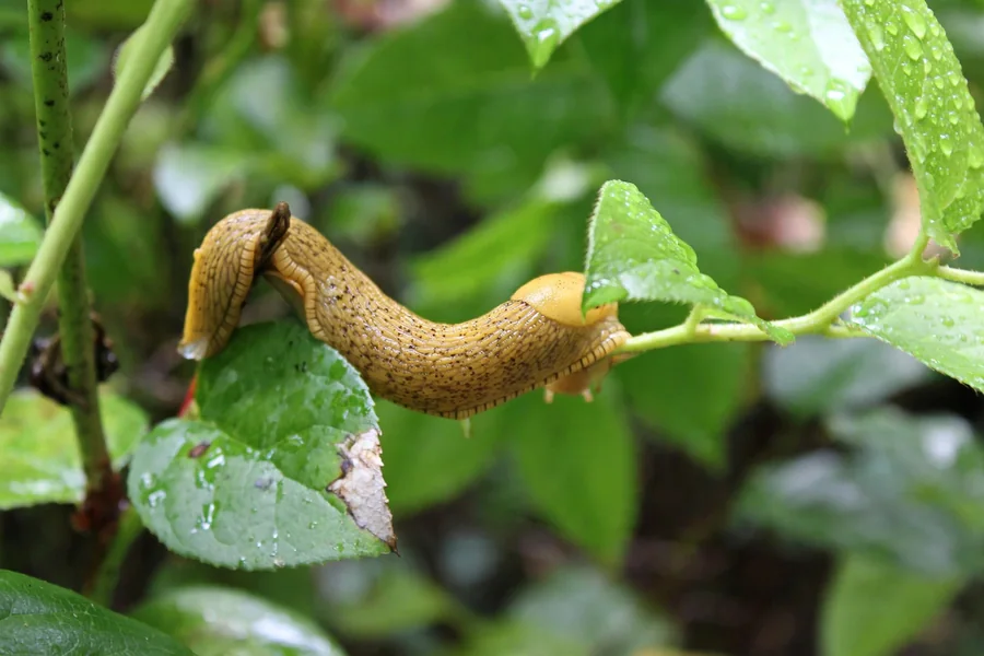 Banana slug moving across the damp forest floor