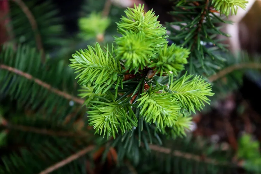 Young pine seedling growing from the woodland floor