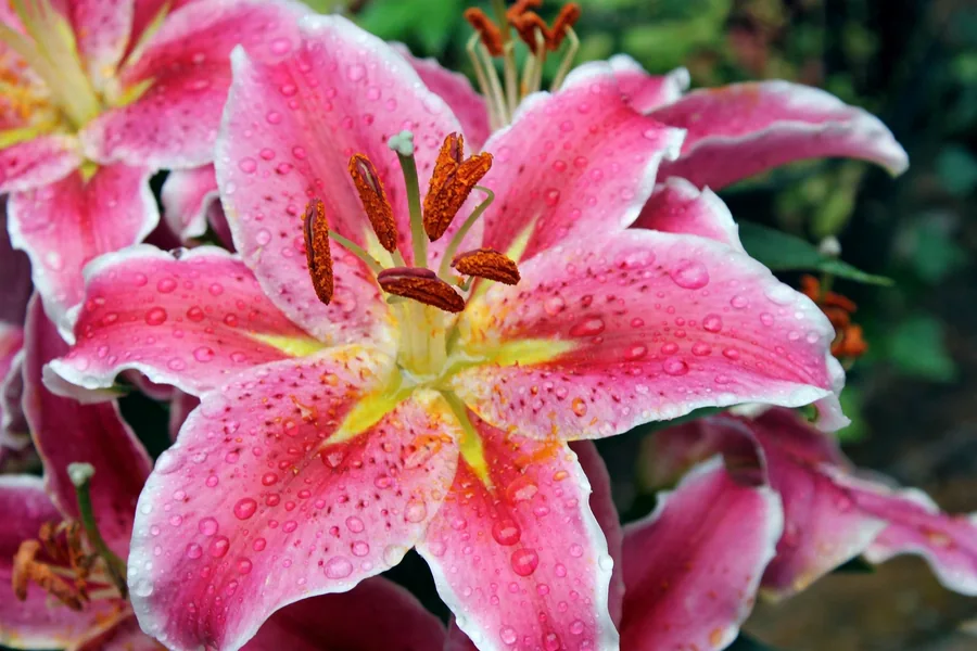 Pink stargazer lily photographed in close detail