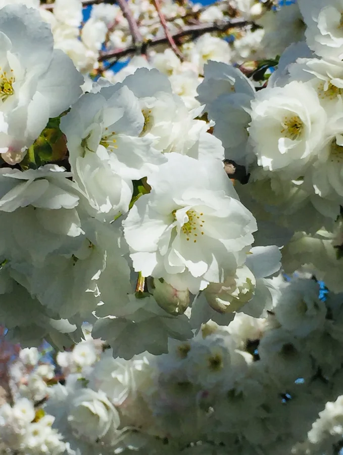 White cherry blossoms in bright spring sunlight