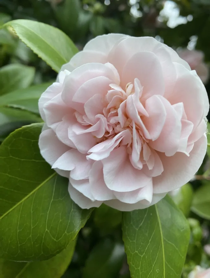 A pale pink camellia bloom surrounded by glossy green leaves