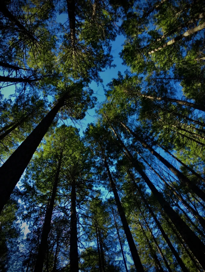 Tall forest trees viewed from below against a blue sky
