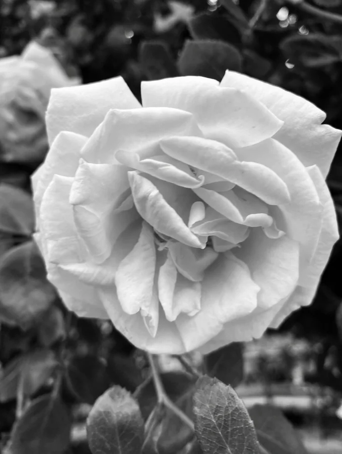 Black-and-white close-up of a white rose in bloom