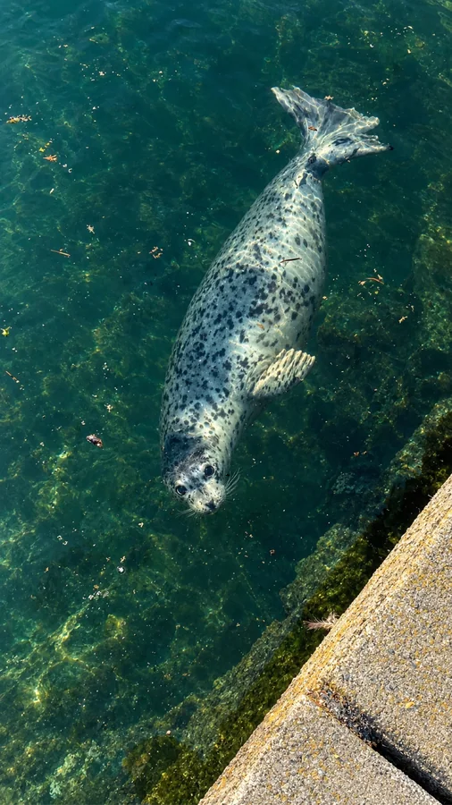 Spotted seal swimming through clear teal water
