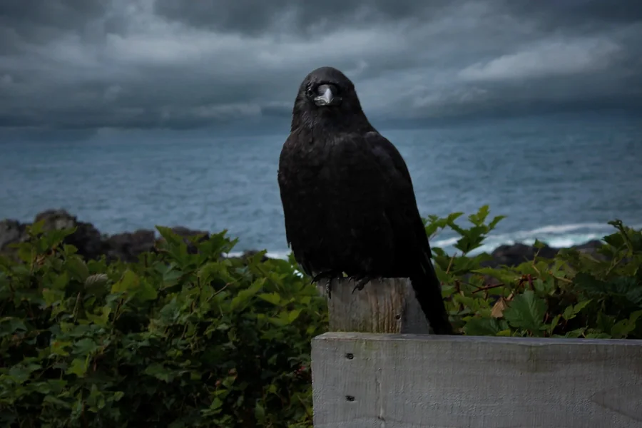 Black crow perched above a rocky coast beneath dark storm clouds