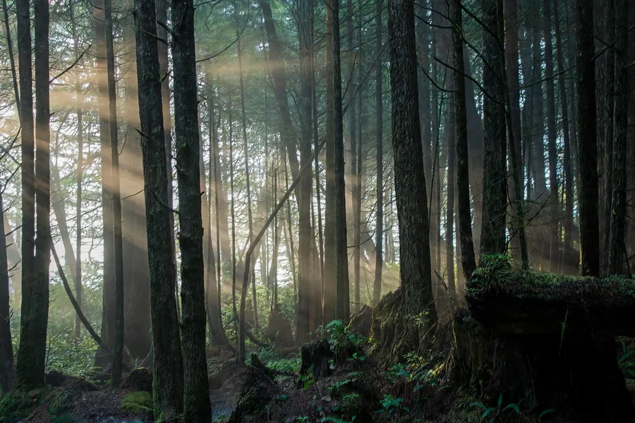 Dark tree trunks rising through a shadowed woodland