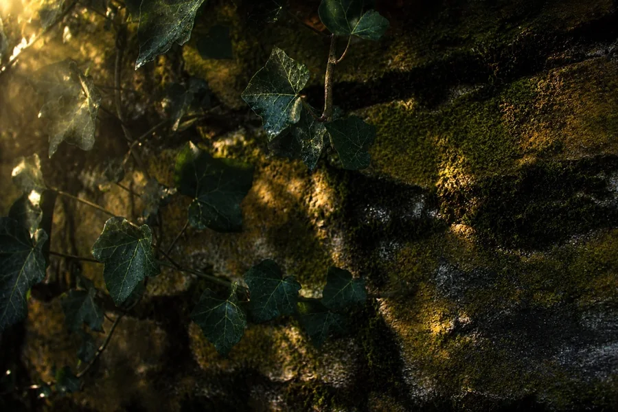 Ivy leaves and moss illuminated by warm sunlight on a stone wall
