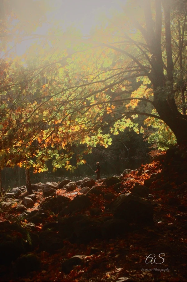 Lone fisherman beneath golden autumn maples by the water