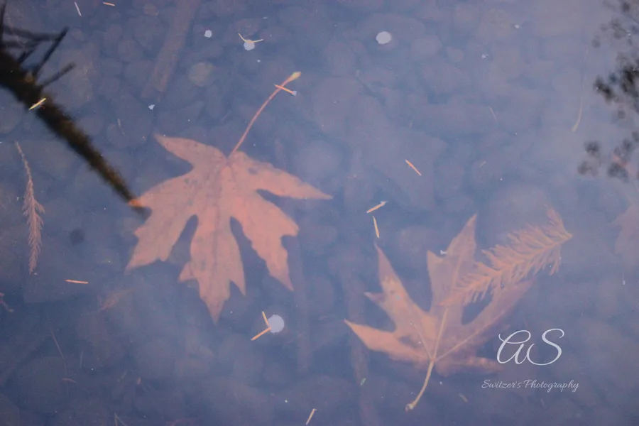 Fallen autumn leaves floating on still dark water