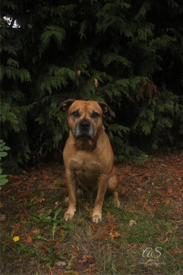 Tan dog sitting attentively before dark cedar foliage