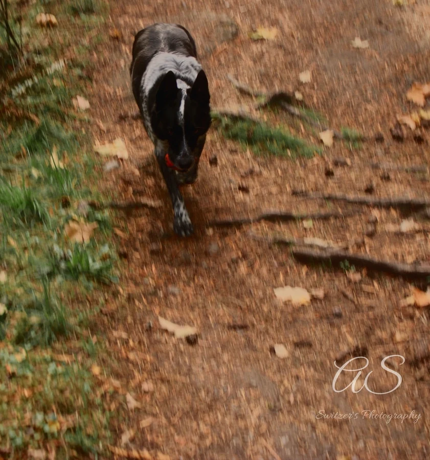 Black and white dog with a red collar walking a forest trail