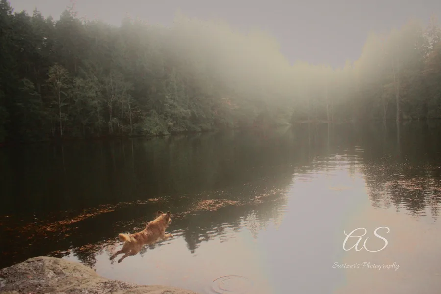 Dog leaping into a misty lake