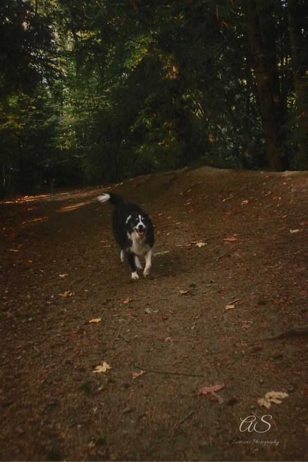 Black and white dog running toward the camera on a forest trail