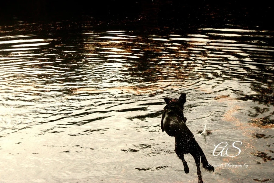 Black dog leaping into sunlit rippling water