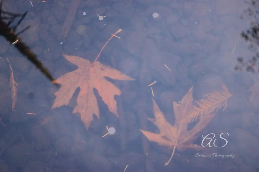 Orange maple leaves floating on clear shallow water