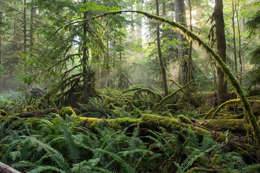Moss-covered arch formed by a fallen tree in a woodland