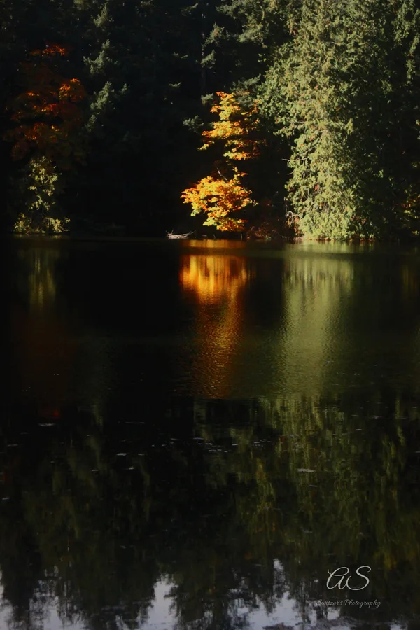 Lone orange autumn tree glowing against black water