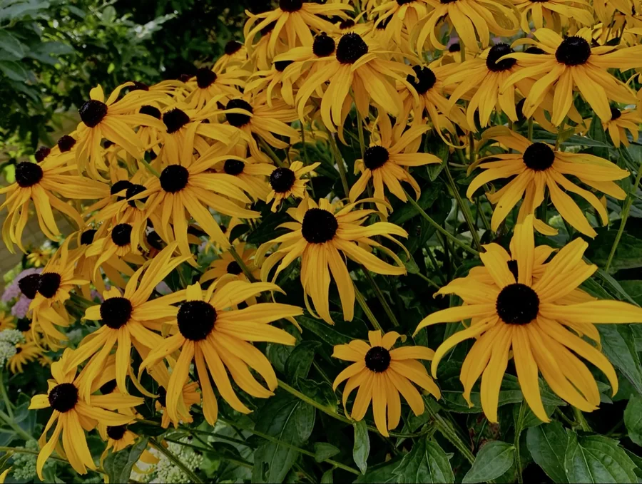 A dense garden of golden black-eyed Susan flowers