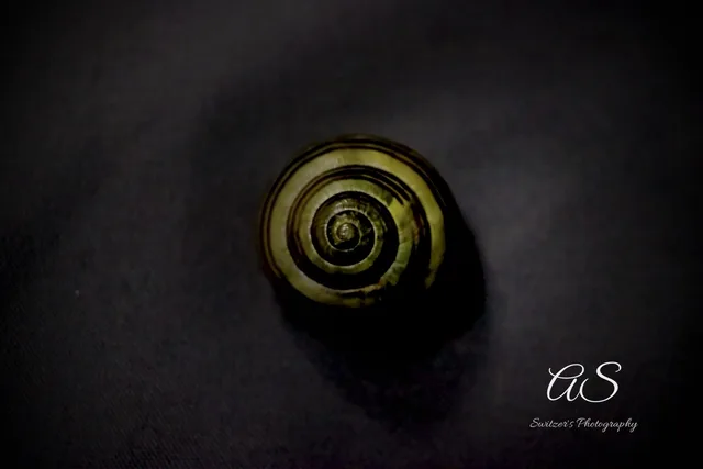 Snail shell spiral glowing against a dark background